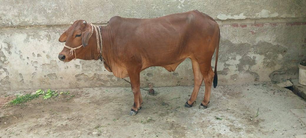 Sahiwal Cow/Cow/Cow/Sahiwal Buflow 1