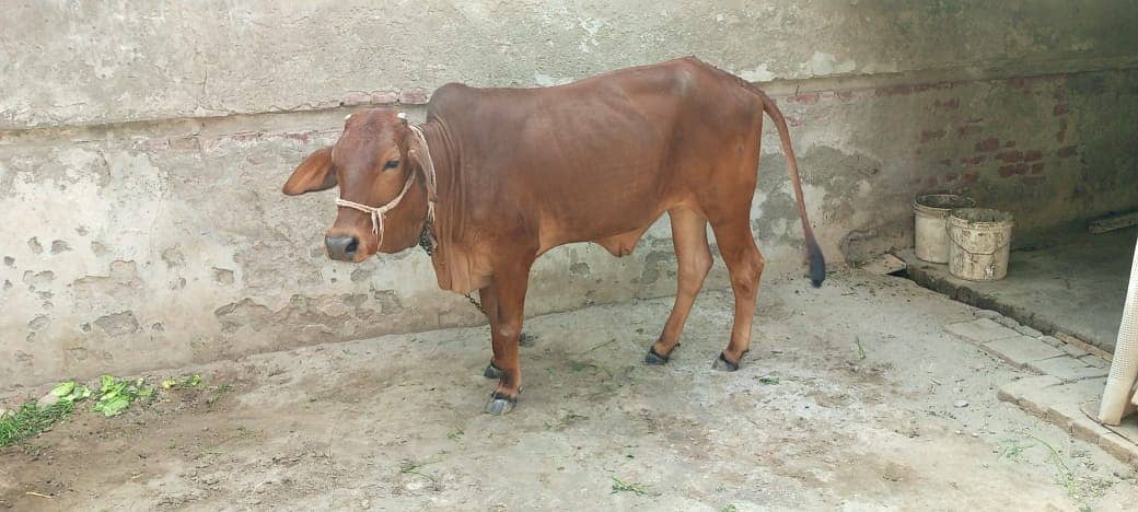 Sahiwal Cow/Cow/Cow/Sahiwal Buflow 2