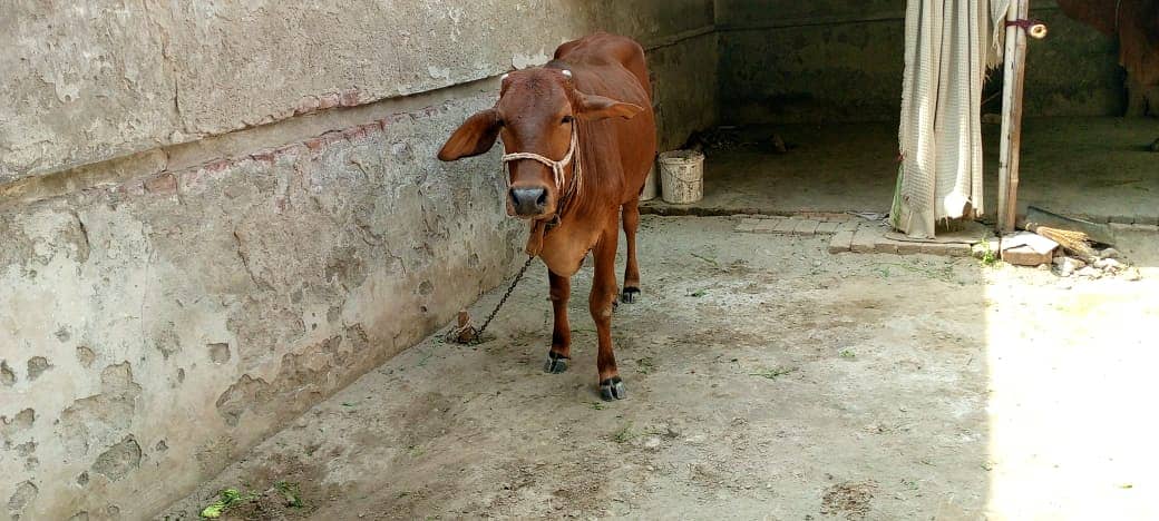 Sahiwal Cow/Cow/Cow/Sahiwal Buflow 4