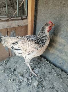 Sussex breeding pair for sale