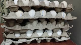 Fertile Eggs of High Quality Fancy Hens Breeds Available for Sale