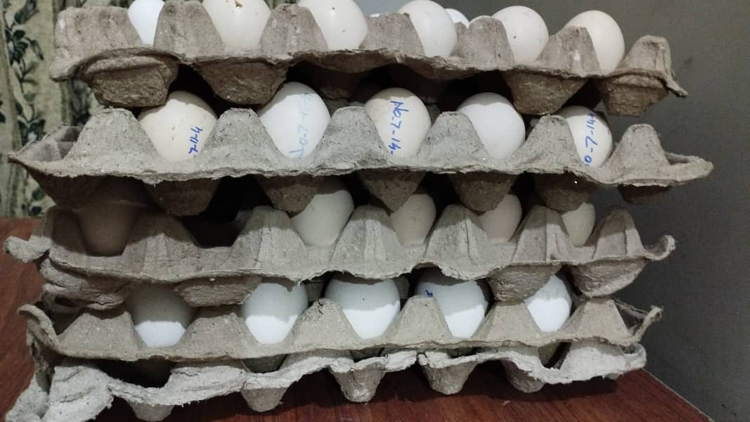 Fertile Eggs of High Quality Fancy Hens Breeds Available for Sale 0