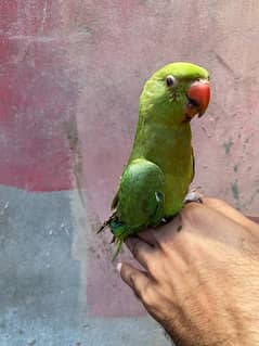 green chick on adoption
