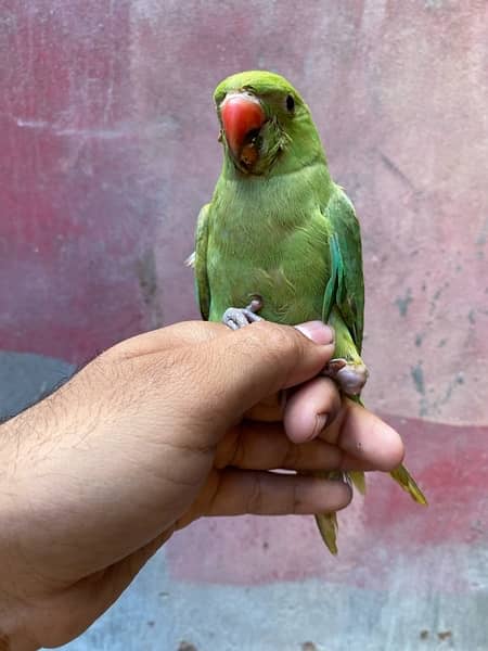 green chick on adoption 1