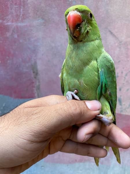 green chick on adoption 4