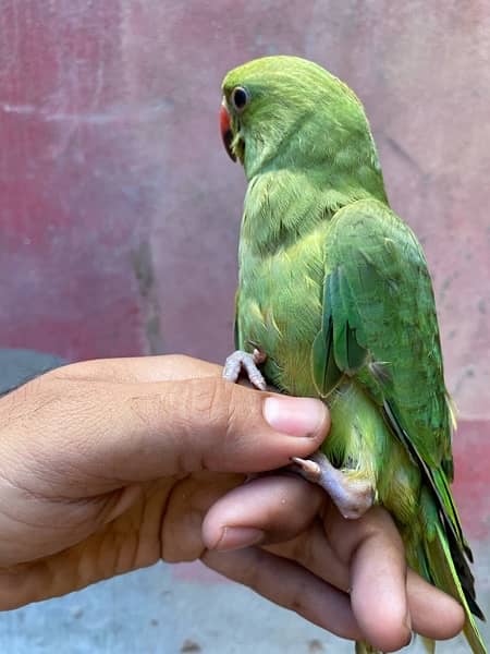 green chick on adoption 5