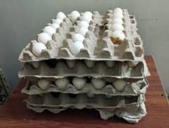 Desi Fertile Eggs of Healthy Hens Available for Sale