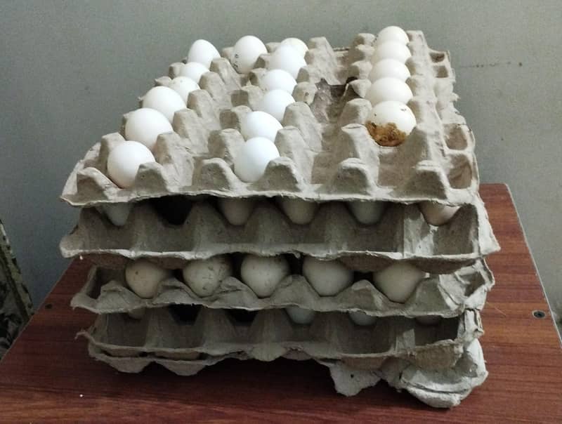 Desi Fertile Eggs of Healthy Hens Available for Sale 0