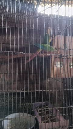 All birds for sale breeder pair mobile nember. 03224131286