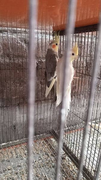 All birds for sale breeder pair mobile nember. 03224131286 6