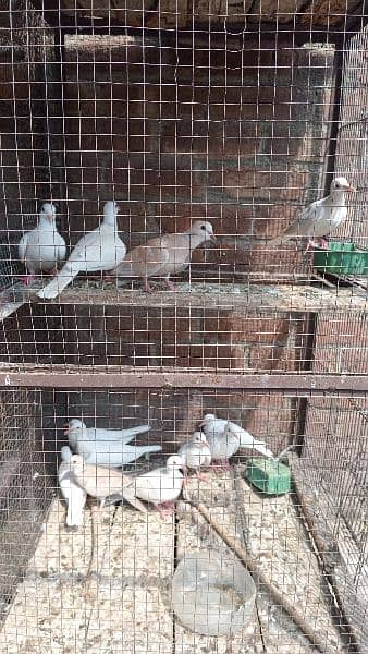 All birds for sale breeder pair mobile nember. 03224131286 10