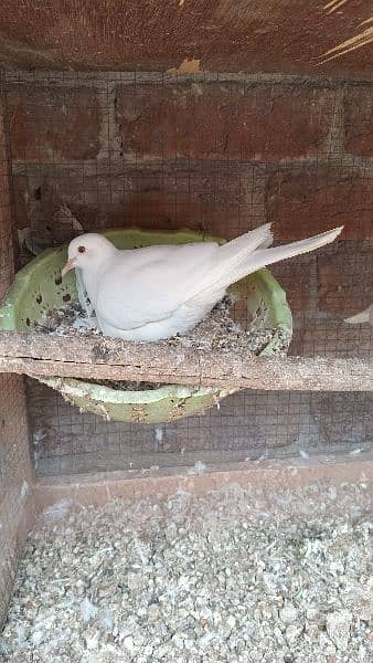 All birds for sale breeder pair mobile nember. 03224131286 12