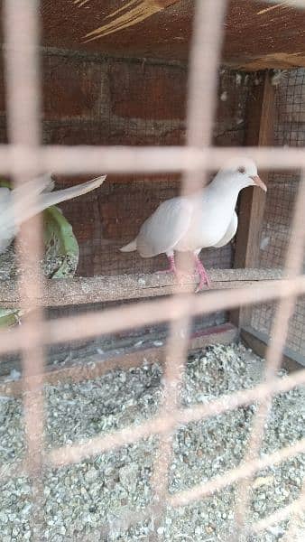 All birds for sale breeder pair mobile nember. 03224131286 13