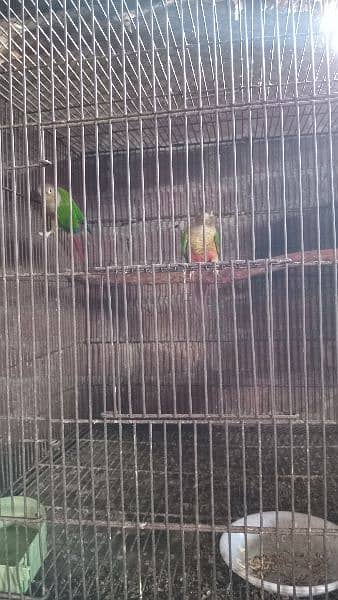 All birds for sale breeder pair mobile nember. 03224131286 2