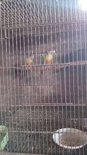 All birds for sale breeder pair mobile nember. 03224131286 14