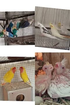 cocktail, lovebird, chicks,pathy, common,Eno,blue fisheri, lutino male