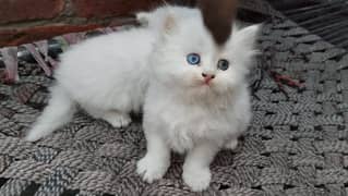 kittens for sale (double eyes colors) *odd eyes*