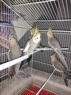Single and Pair Breeders Cocktael Adult