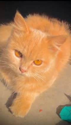 Persian cat for sale Nice colour urgent sale
