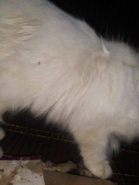 uality Persian Punch face cat & kitten
Male female Both available h 1
