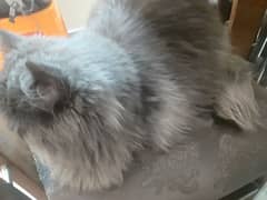 persian male cat tripple coat