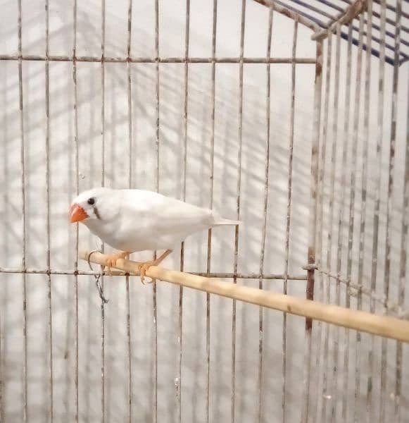 Finches pair and get 3 for discount 1