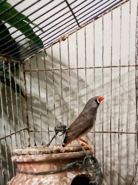Finches pair and get 3 for discount 2