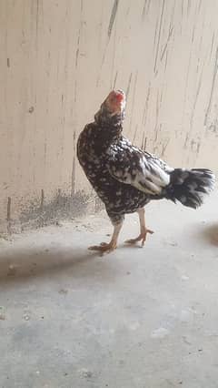 Aseel Cheeni Bengum madi for sell: 03122449526.