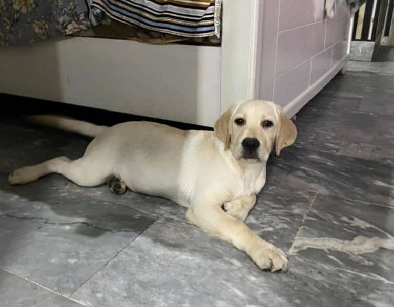labrador puppies Male and FeMale available 1