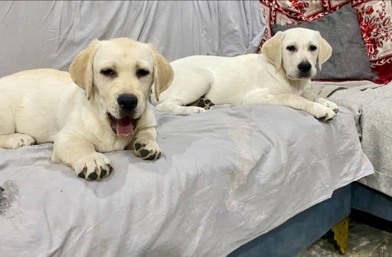 labrador puppies Male and FeMale available 7