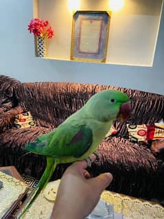 Raw parrot for Sale