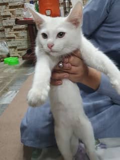 Single Coated White Cat