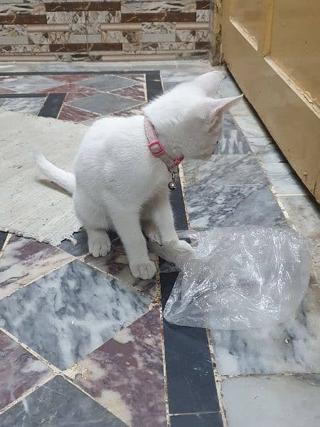 Single Coated White Cat 2