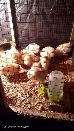 Hen chick's for sale . . . Broiler.