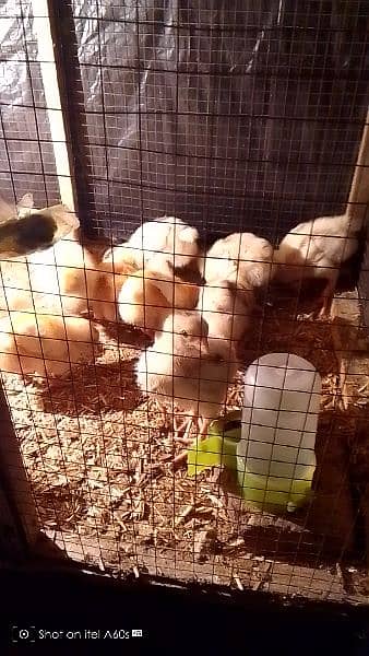 Hen chick's for sale . . . Broiler. 0