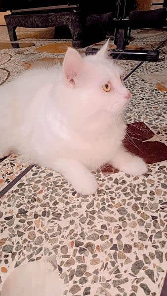 cat is sale interested contact me 1