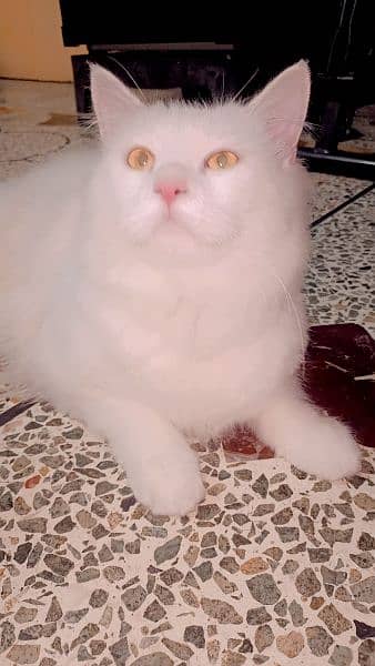 cat is sale interested contact me 2