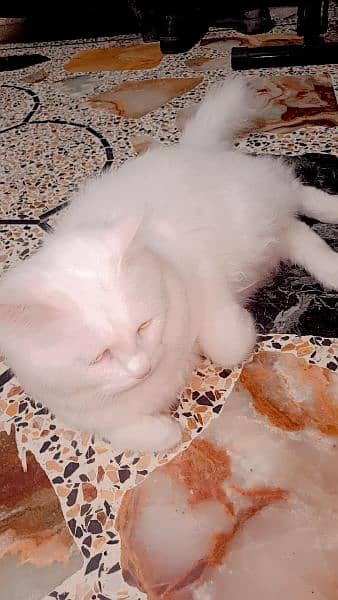 cat is sale interested contact me 5