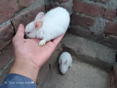 Red eyes  Rabbits for sale .