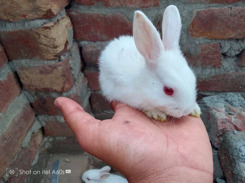 Red eyes  Rabbits for sale . 1