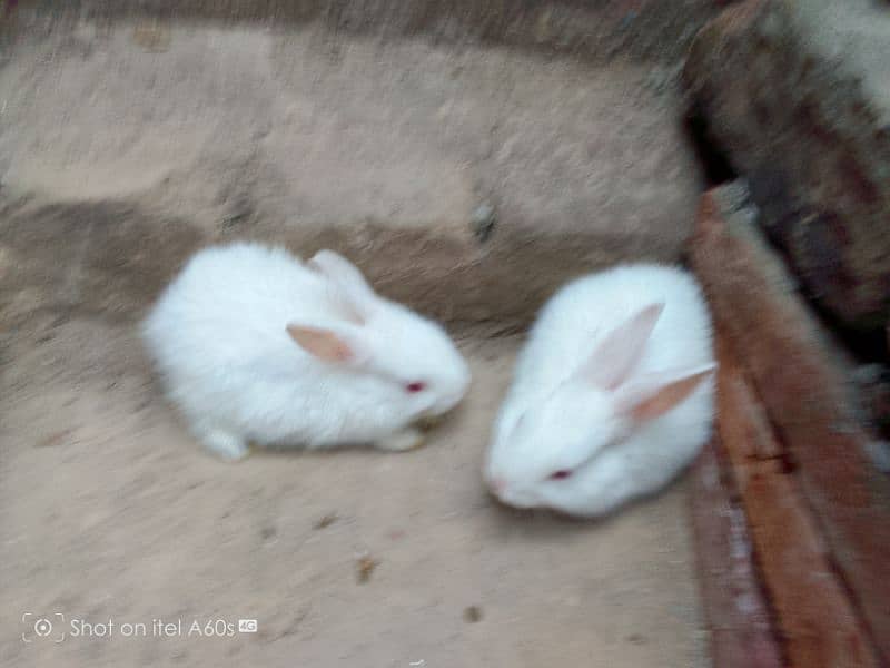 Red eyes  Rabbits for sale . 2