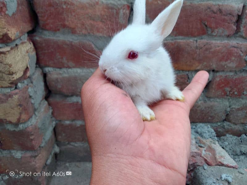 Red eyes  Rabbits for sale . 7