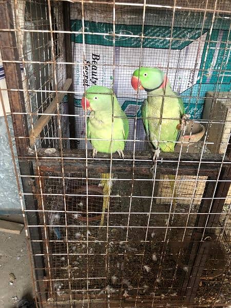Fully Tamed Raw Parrot Pair 2