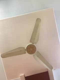 Pak Fan's Executive 56inch Ceiling Fan 100% Copper. 10/10 condition