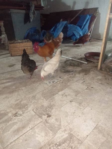 Urgent Sale 03 Male & 08 Egg laying Females  Healthy 9