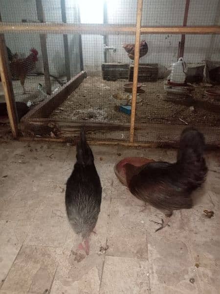 Urgent Sale 03 Male & 08 Egg laying Females  Healthy 14
