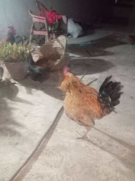 Urgent Sale 03 Male & 08 Egg laying Females  Healthy 15