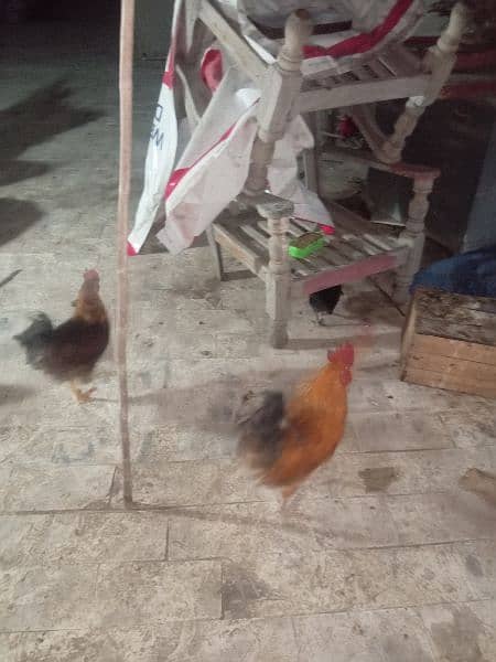 Urgent Sale 03 Male & 08 Egg laying Females  Healthy 17