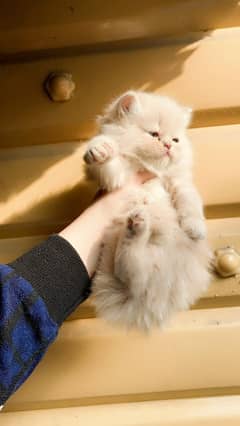 cat kitten,adorable kitten, fawn kitten,persian kitten