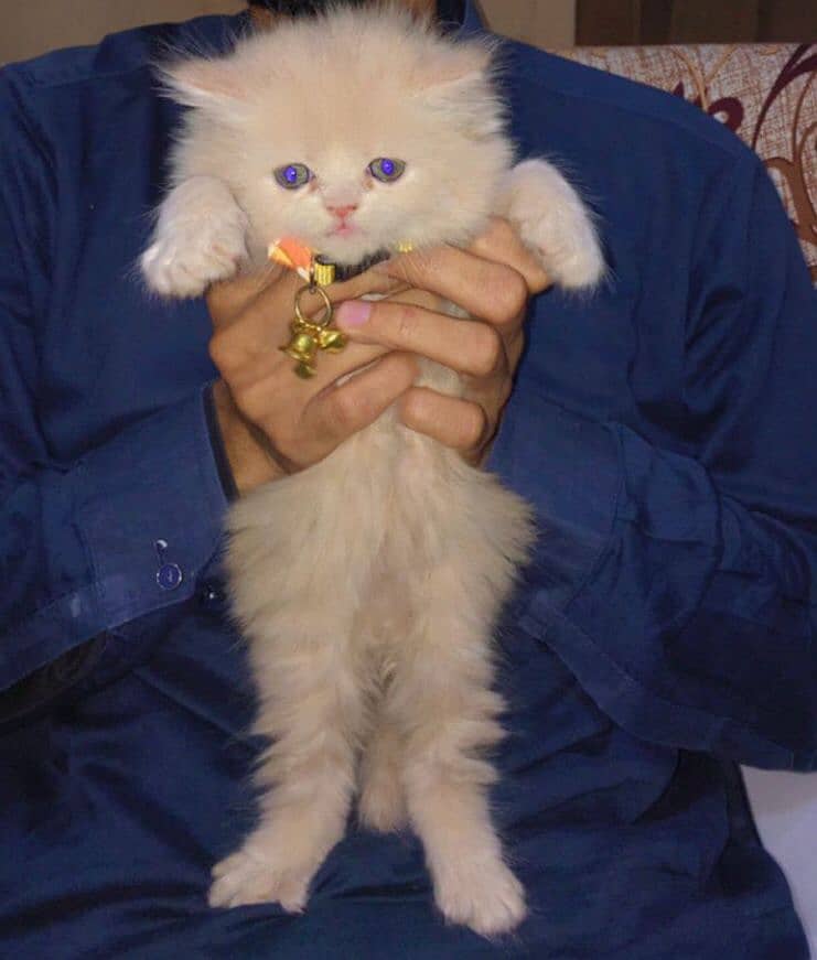 cat kitten,adorable kitten, fawn kitten,persian kitten 1